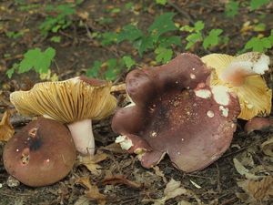 Holubinka olivová - Russula olivacea