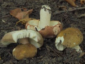 Holubinka olivová - Russula olivacea