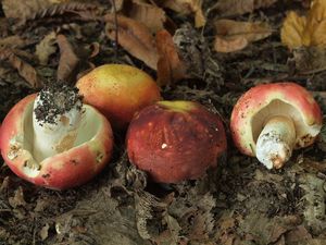 Holubinka olivová - Russula olivacea