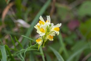 Lnice květel (Linaria vulgaris)