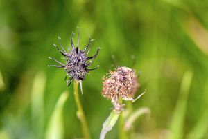 Zvonečník černý (Phyteuma nigrum)