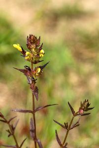 Kokrhel větší (Rhinanthus major L.)