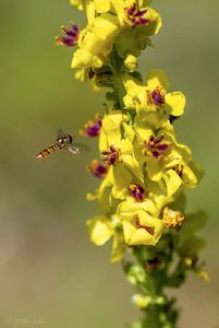 Divizna černá (Verbascum nigrum)