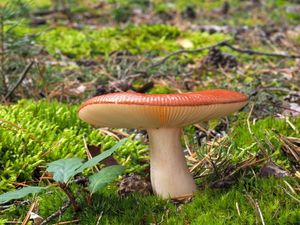 Holubinka jahodová - Russula paludosa