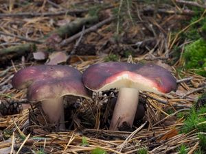 Holubinka jízlivá - Russula sardonia  Fr. 1838