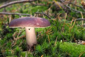 Holubinka jízlivá - Russula sardonia  Fr. 1838