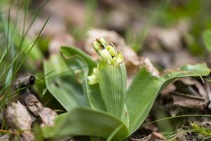 Vstavač bledý (Orchis pallens)