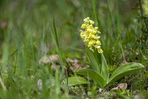 Vstavač bledý (Orchis pallens)