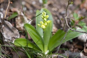 Vstavač bledý (Orchis pallens)