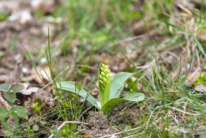 Vstavač bledý (Orchis pallens)