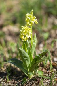 Vstavač bledý (Orchis pallens)