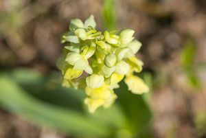 Vstavač bledý (Orchis pallens)