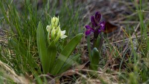 Prstnatec bezový (Dactylorhiza sambucina (L.) Soó)