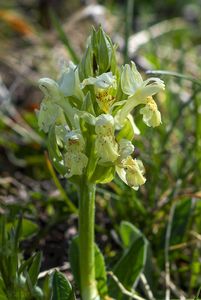 Prstnatec bezový (Dactylorhiza sambucina (L.) Soó)