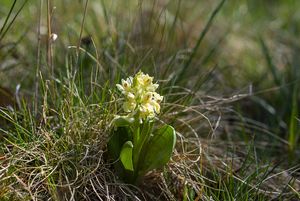 Prstnatec bezový (Dactylorhiza sambucina (L.) Soó)