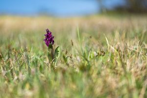 Prstnatec bezový (Dactylorhiza sambucina (L.) Soó)