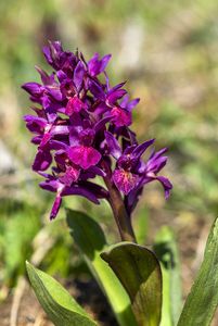 Prstnatec bezový (Dactylorhiza sambucina (L.) Soó)