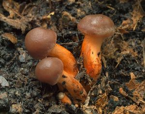 Pavučinec Bulliardův - Cortinarius (Telamonia) bulliardii ( Pers. )