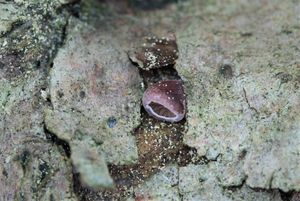 Pařezník fialovoplavý - Scytinotus violaceofulvus (Batsch) Courtec.