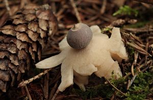 Hvězdovka smrková - Geastrum quadrifidum DC. ex Pers. 1801