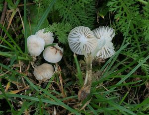 Helmovka Maireova - Hemimycena mairei (E.-J. Gilbert) Singer 1943