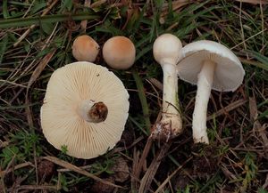 Bedla hranostajová - Lepiota erminea (Fr.) Gillet