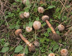 Palečka brvitá - Tulostoma fimbriatum Fr.