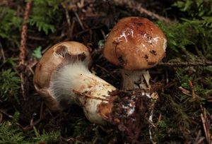 Pavučinec mokvavě slizký - Cortinarius papulosus Fr. 1938