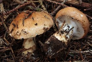 Pavučinec mokvavě slizký - Cortinarius papulosus Fr. 1938