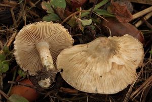 Vláknice dymnivková - Inocybe corydalina Quél. 1875