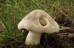 Závojenka olovová - Entoloma sinuatum (Bull.) P. Kumm. 1871