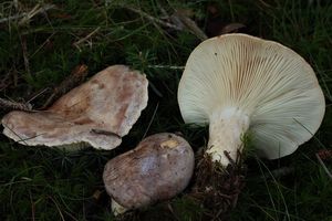 Ryzec severský - Lactarius trivialis (Fr.) Fr. 1838