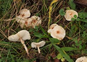 Bedla hřebenitá - Lepiota cristata