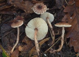 Bedla štětinkatá - Lepiota echinella Quél. et G.E.Bernard