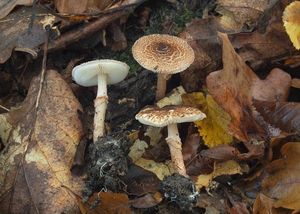 Bedla klamavá - Lepiota pseudolilacea Huijsman 1947