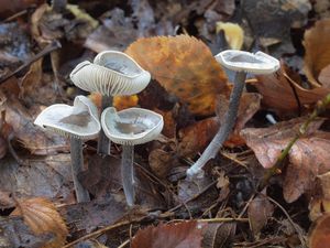 Penízovka páchnoucí - Tephrocybe rancida (Fr.) Donk