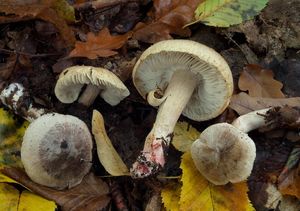 Čirůvka růžovolupenná - Tricholoma orirubens Quel.