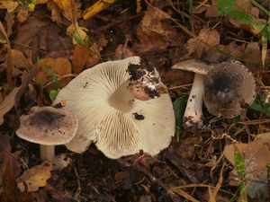 Čirůvka růžovotřenná - Tricholoma basirubens (Bon) A. Riva & Bon 1988