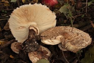 Bedla červenající česká - Macrolepiota rhacodes var. bohemica