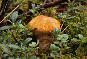 Čirůvka límcovitá - Tricholoma focale