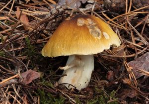 Čirůvka příbuzná - Tricholoma arvernense Bon 1976