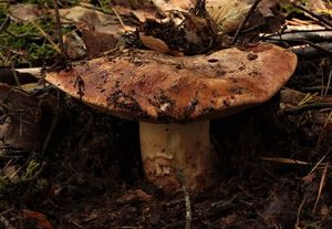 Čirůvka obrovská - Tricholoma colossus (Fr.) Quél. 1872