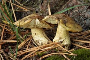 Čirůvka Joachimova - Tricholoma joachimii Bon & A. Riva