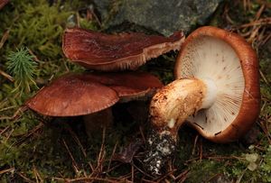 Čirůvka prstencová - Tricholoma batschii Gulden ex Christensen&Noo