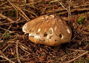 Čirůvka větší - Tricholoma matsutake (S. Ito & S. Imai) Singer 1943