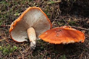 Čirůvka oranžová - Tricholoma aurantium (Schaeff.) Ricken