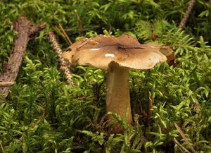 Čirůvka peřestá - Tricholoma fucatum