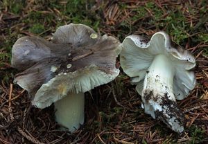 Čirůvka havelka - Tricholoma portentosum (Fr.) Quél. 1873