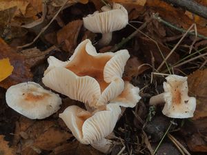 Šťavnatka Lindtnerova - Hygrophorus lindtneri M.M.Moser