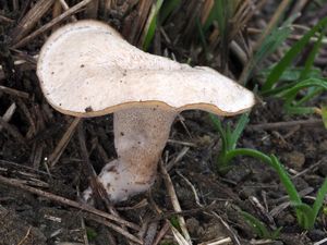 Choroš travní - Polyporus rhizophilus